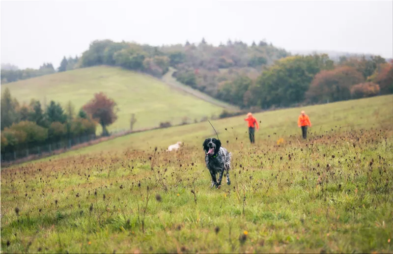 Alpha dog tracking system