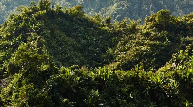 Bangladeshi initiative for forest preservation