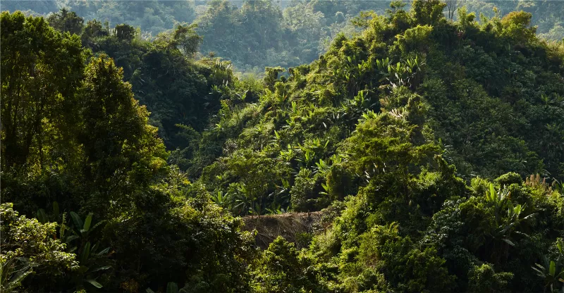 Bangladeshi initiative for forest preservation