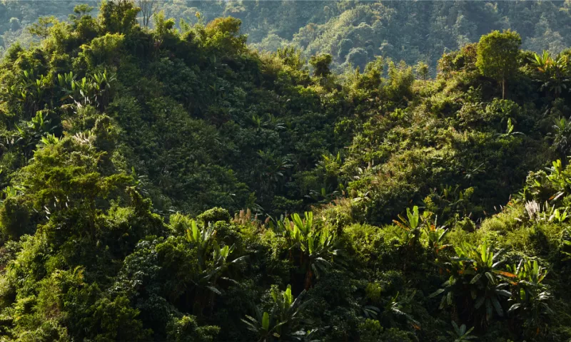 Bangladeshi initiative for forest preservation