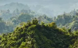 Bangladeshi initiative for forest preservation