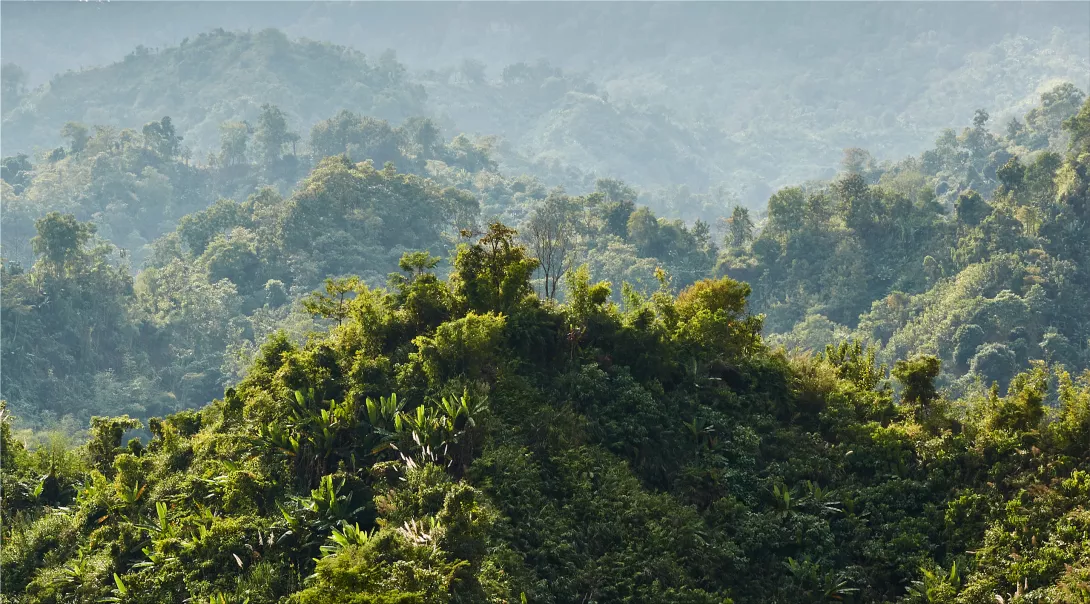 Bangladeshi initiative for forest preservation